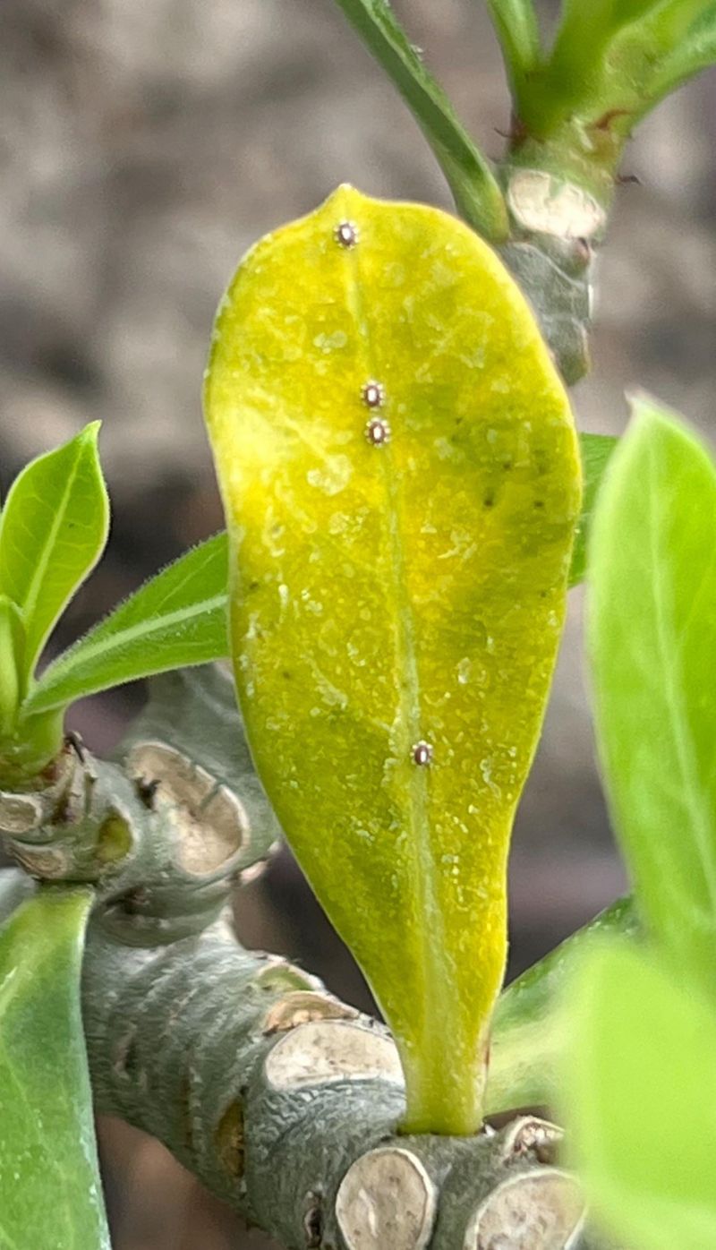 Pest Pressure Gets Easier