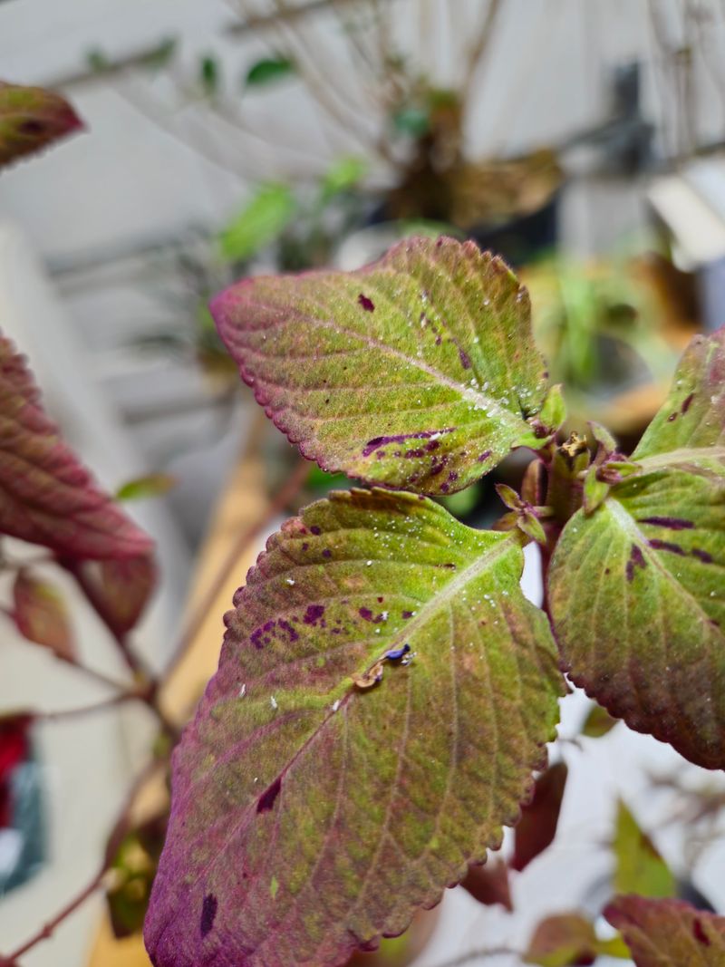 Pest Pressure May Be Weakening The Leaves Pest Pressure May Be Weakening The Leaves