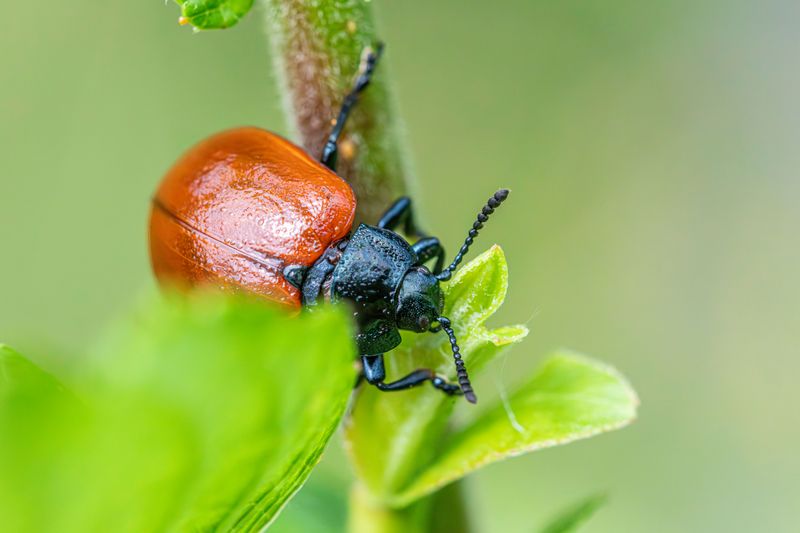 Pest Scouting Catches Problems Early Pest Scouting Catches Problems Early