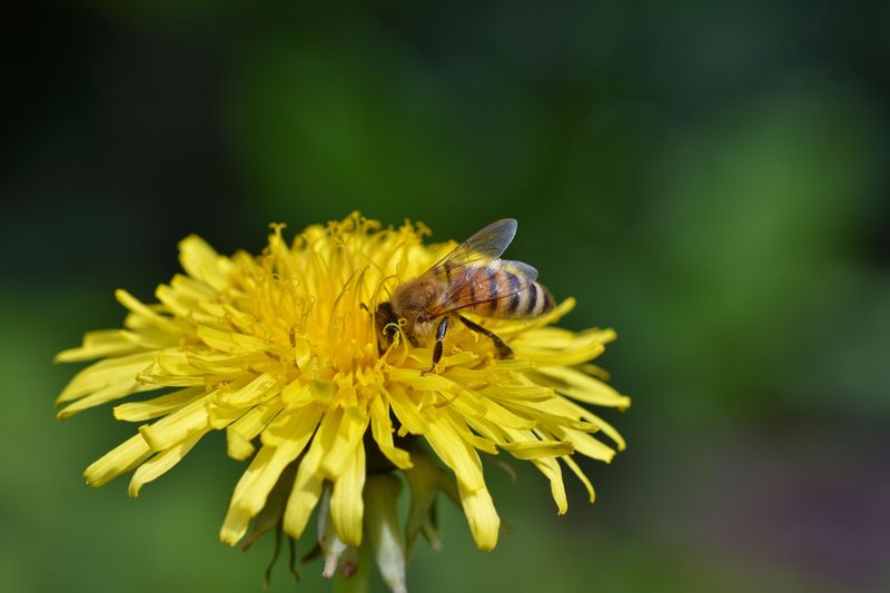 Pesticide-Free Lawns Keep Pollinators Safe From Chemicals Pesticide-Free Lawns Keep Pollinators Safe From Chemicals