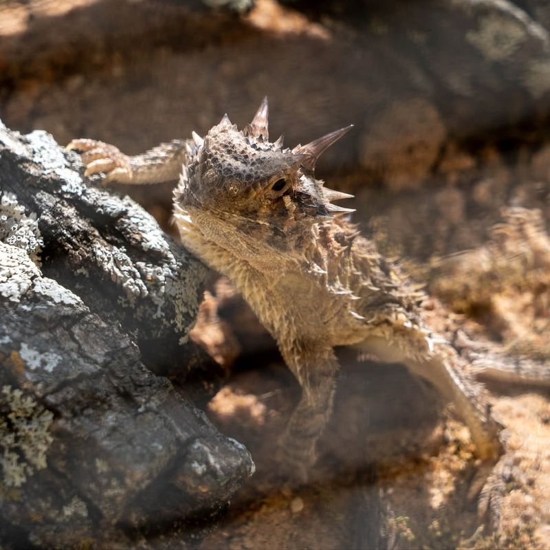 Pesticide Use May Be Low Enough To Support Prey Pesticide Use May Be Low Enough To Support Prey