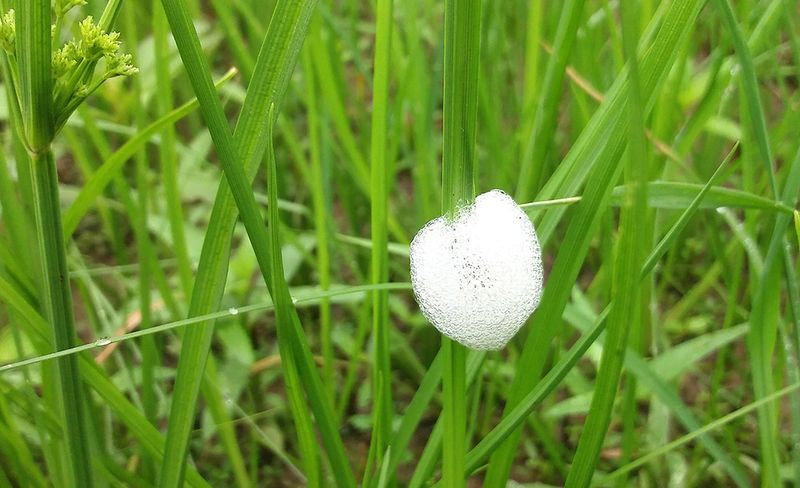 Pesticides Are Usually Not The Best First Step Pesticides Are Usually Not The Best First Step