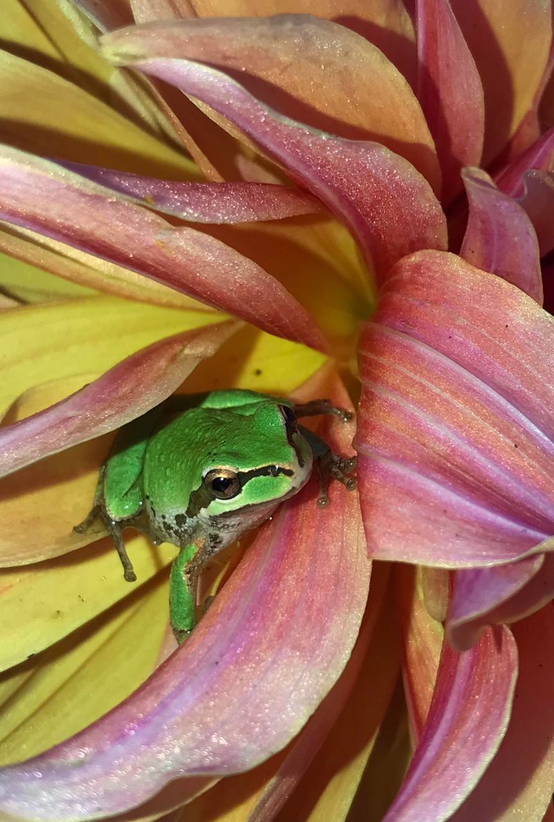 Pesticides Can Harm Frogs And Their Food Pesticides Can Harm Frogs And Their Food