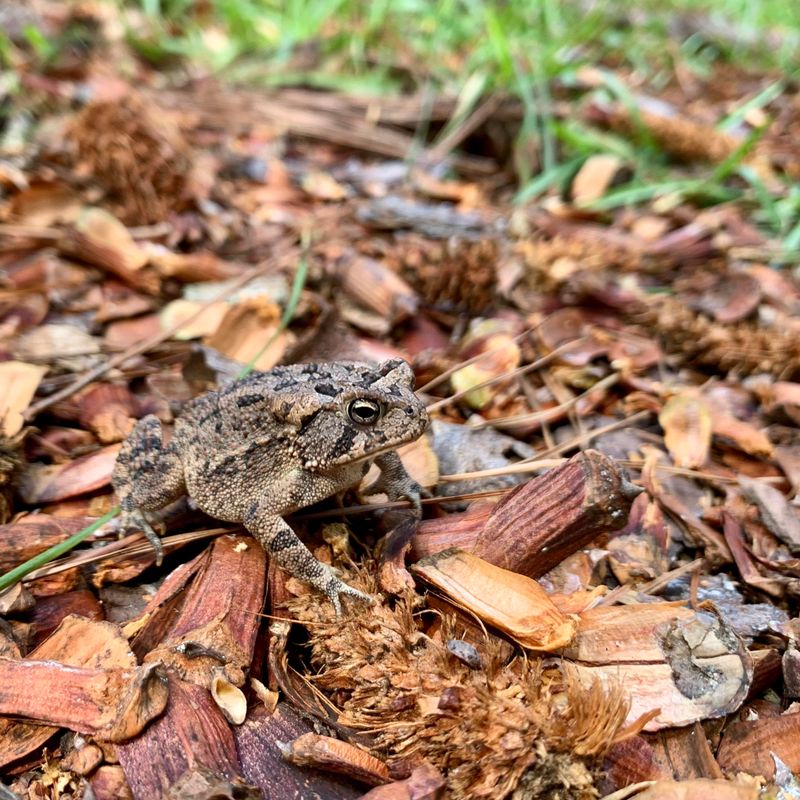 Pesticides Can Harm Native Toads Pesticides Can Harm Native Toads