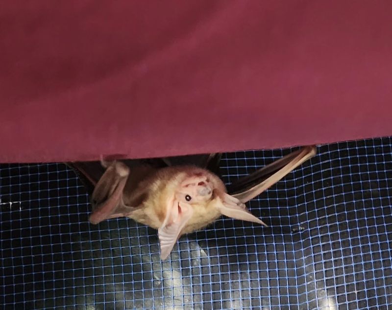 Pesticides Can Make Yards Less Friendly To Bats