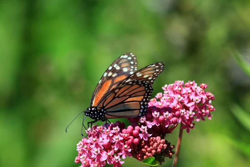 Pesticides May Have Pushed Them Away Pesticides May Have Pushed Them Away