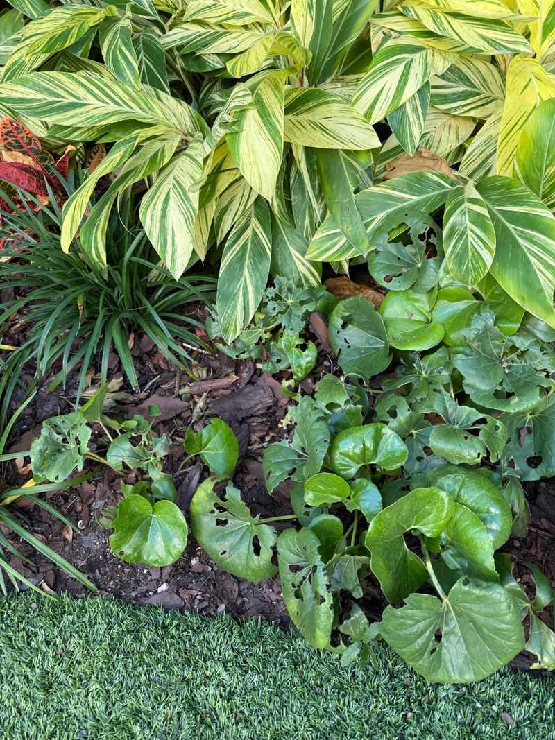 Pests Found A Stressed Plant Pests Found A Stressed Plant