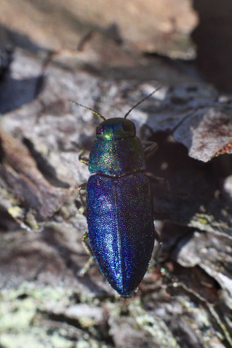 Pests Like Emerald Ash Borer Are Spreading Fast Pests Like Emerald Ash Borer Are Spreading Fast
