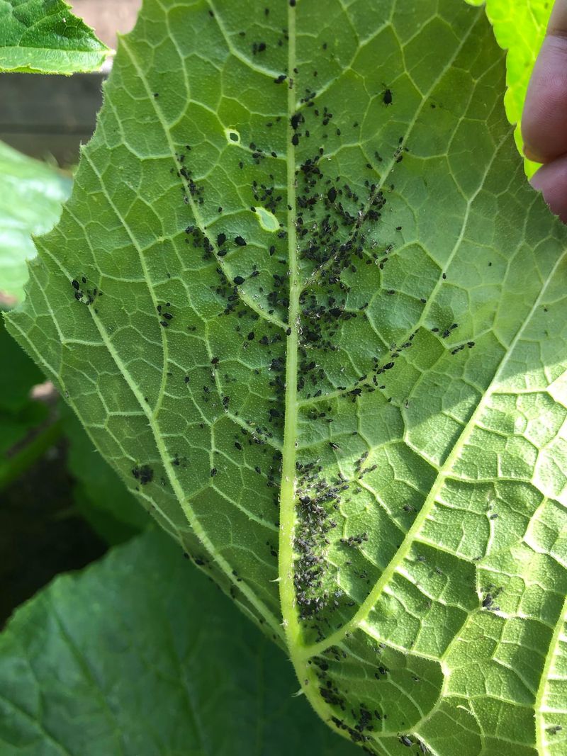 Pests Or Leaf Diseases Can Turn Pale Leaves Into A Bigger Warning Pests Or Leaf Diseases Can Turn Pale Leaves Into A Bigger Warning