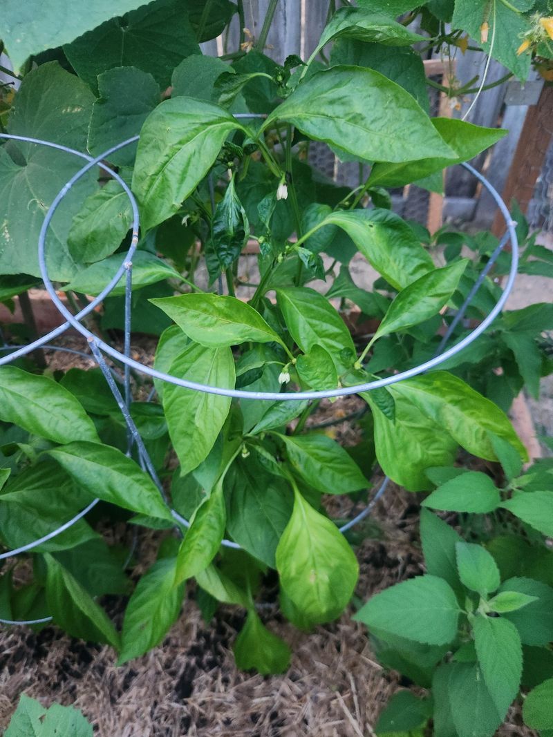 Pests Or Nutrient Imbalance Add Extra Stress
