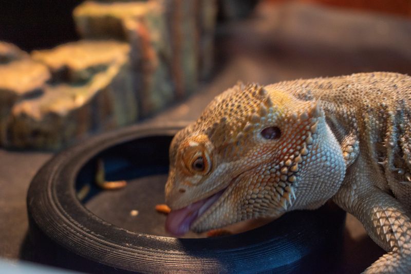 Pet Bowls Can Draw In Insects Pet Bowls Can Draw In Insects