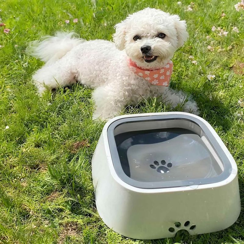 Pet Food Left Outside Attracts More Activity Pet Food Left Outside Attracts More Activity