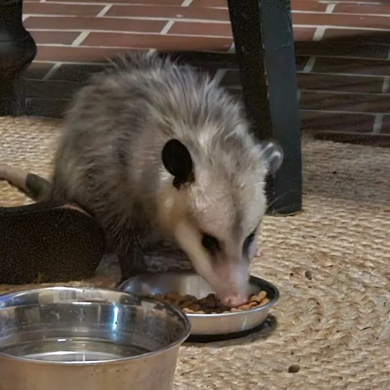Pet Food Left Outside Attracts Them Pet Food Left Outside Attracts Them