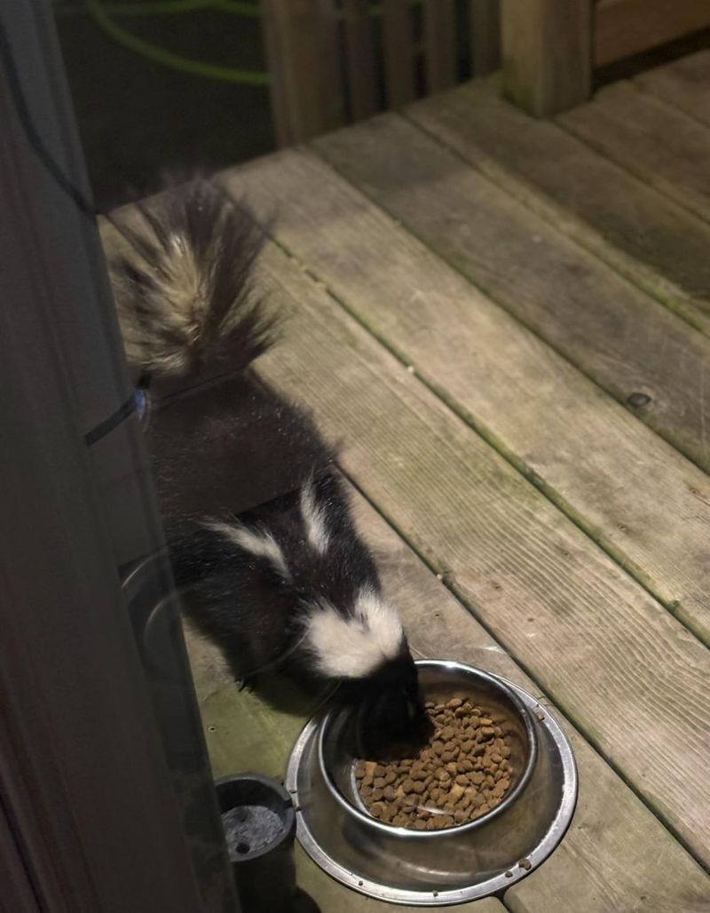 Pet Food Left Outside Brings Skunks Closer Pet Food Left Outside Brings Skunks Closer