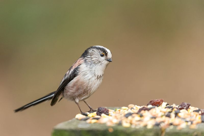 Pet Food Or Birdseed Left Outside Pet Food Or Birdseed Left Outside
