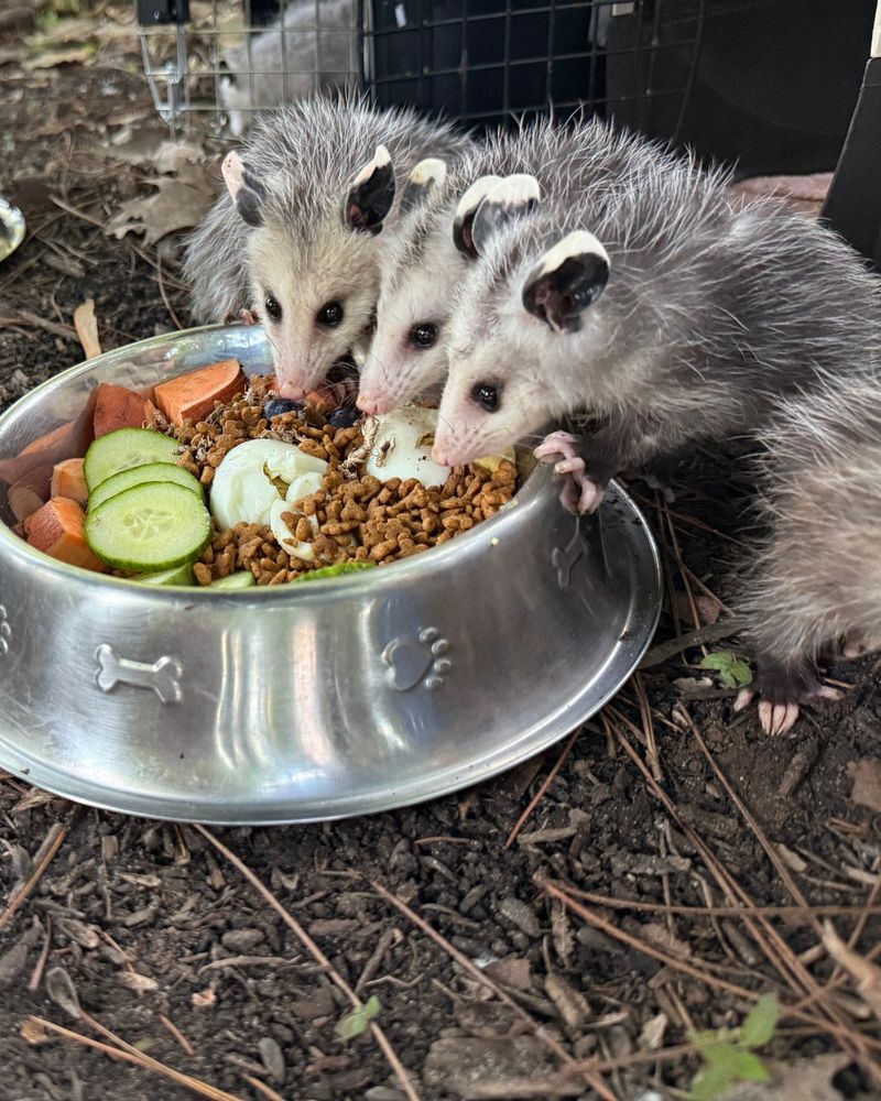 Pet Food Or Birdseed May Be Inviting Them Pet Food Or Birdseed May Be Inviting Them
