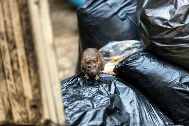 Pet Food, Poultry Feed Or Garbage Is Accessible