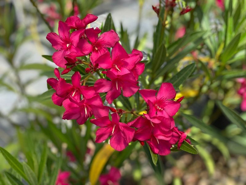 Pet Owners Should Learn Oleander Before Planting It Pet Owners Should Learn Oleander Before Planting It