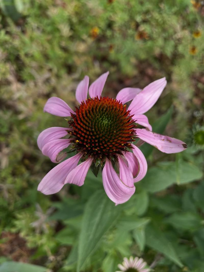 Petal Damage Is Often Cosmetic If The Plant Stays Strong