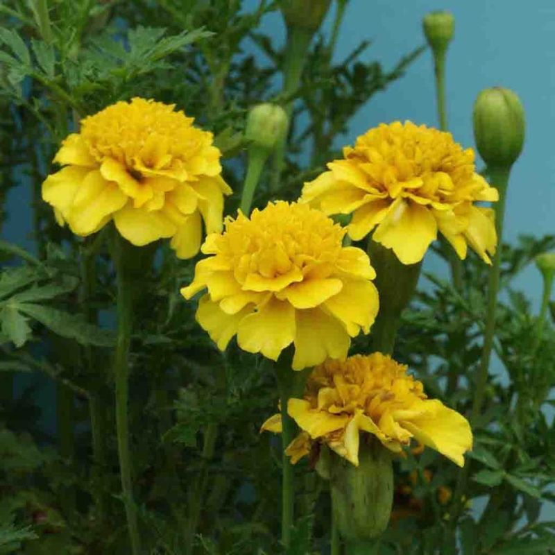 'Petite Gold' Fits Raised Beds Easily 'Petite Gold' Fits Raised Beds Easily