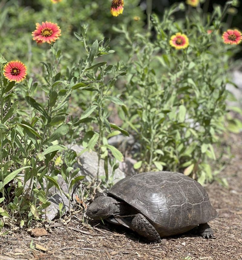 Pets And Mowers Need A Safe Distance Pets And Mowers Need A Safe Distance