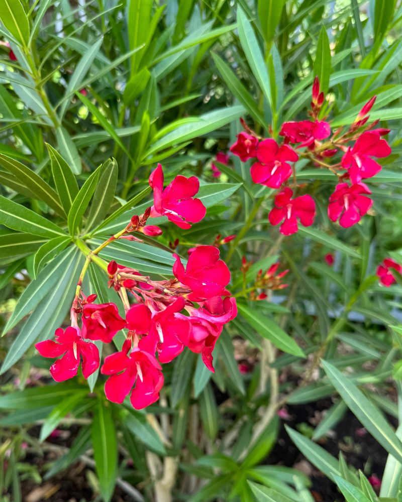 Pets May Chew Leaves, Flowers, Or Fallen Debris Pets May Chew Leaves, Flowers, Or Fallen Debris