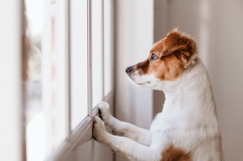 Pets Need Protection