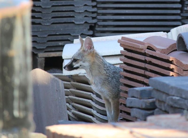 Pets Should Stay Indoors After Dark