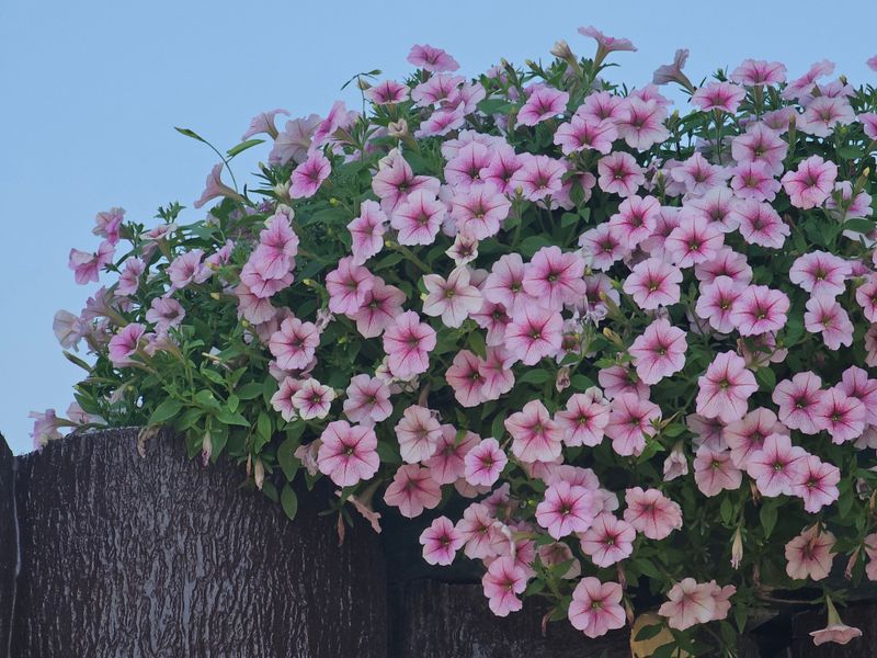 Petunia Petunia