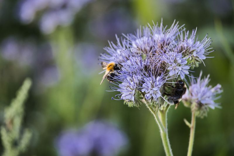 Phacelia Phacelia
