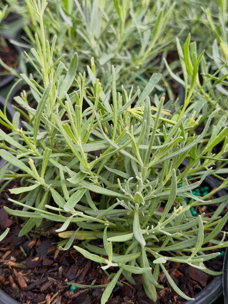 'Phenomenal' Lavender Was Selected For Tougher Growing Conditions