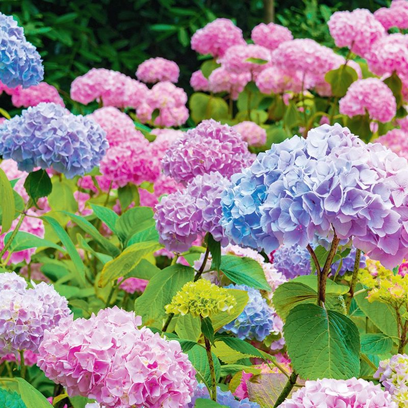Philadelphia Hardscape Can Change Bigleaf Hydrangea Color Philadelphia Hardscape Can Change Bigleaf Hydrangea Color