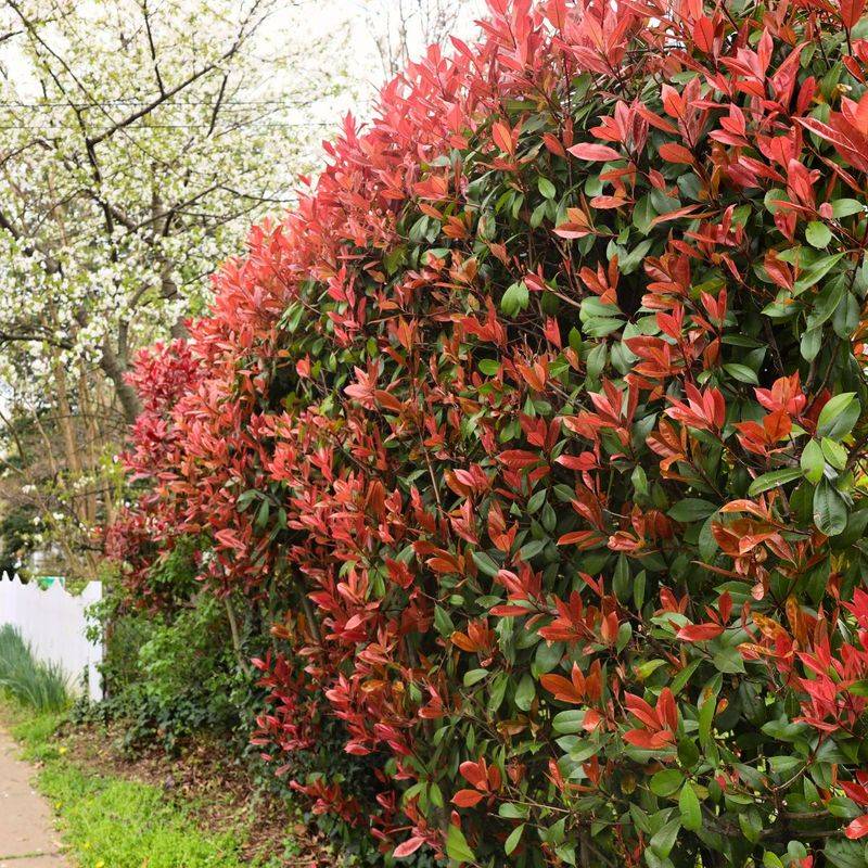 Photinia Photinia