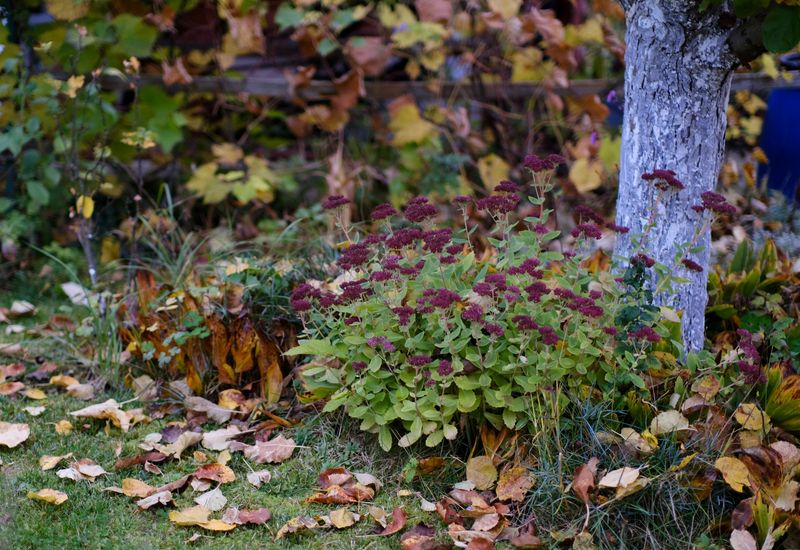 Photograph Garden Beds To Plan Fall Changes Photograph Garden Beds To Plan Fall Changes