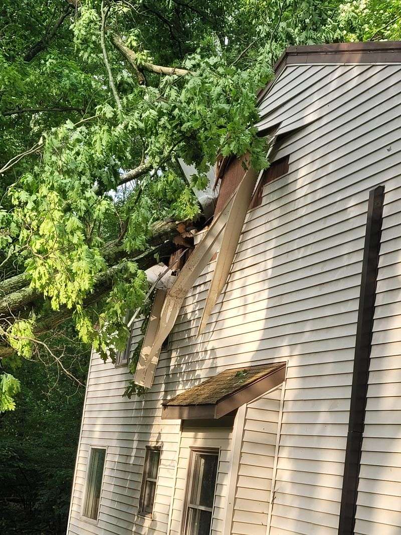 Photos Help Prove The Tree's Condition