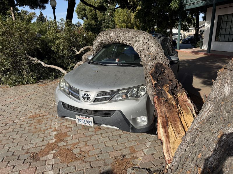 Photos Help Prove The Tree's Condition