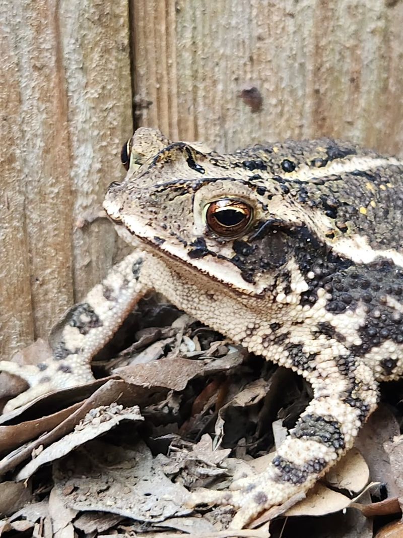 Physical Traits That Identify This Species