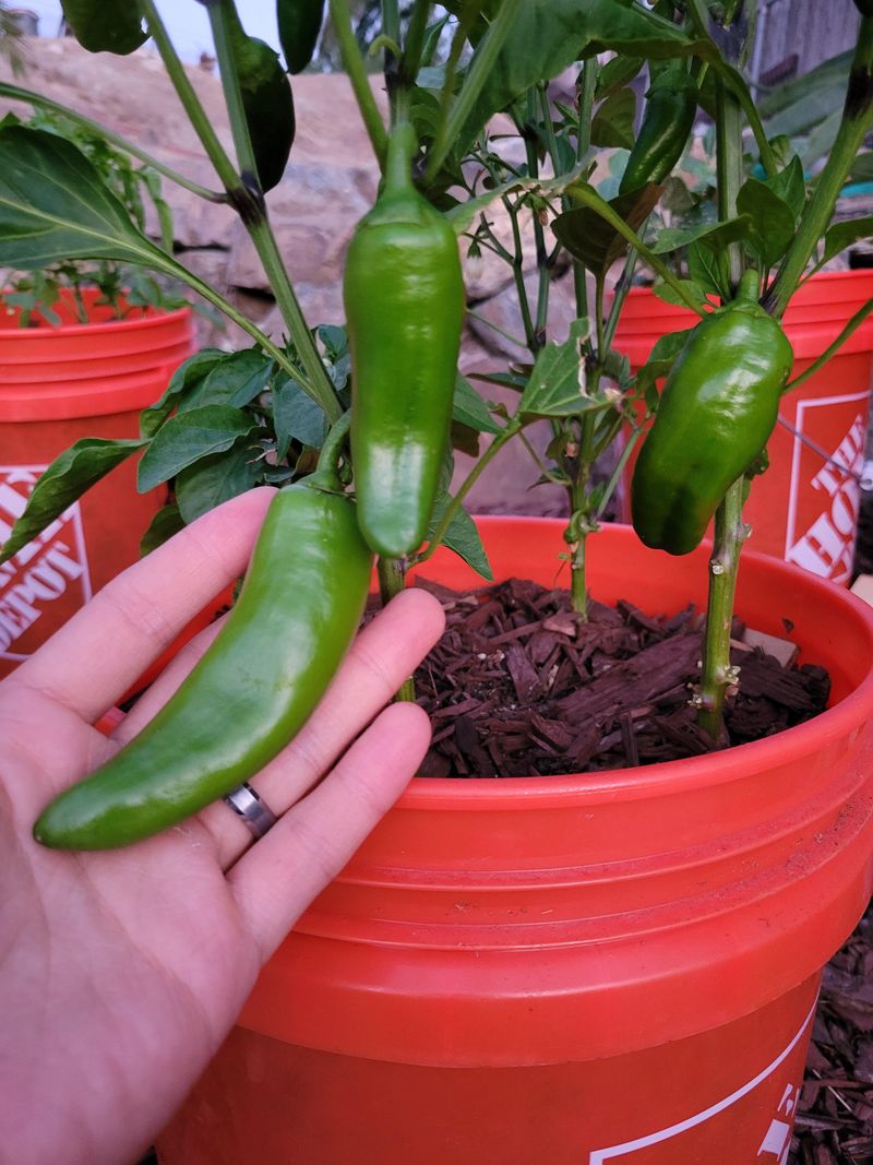 Pick Before Heat Hardens Them
