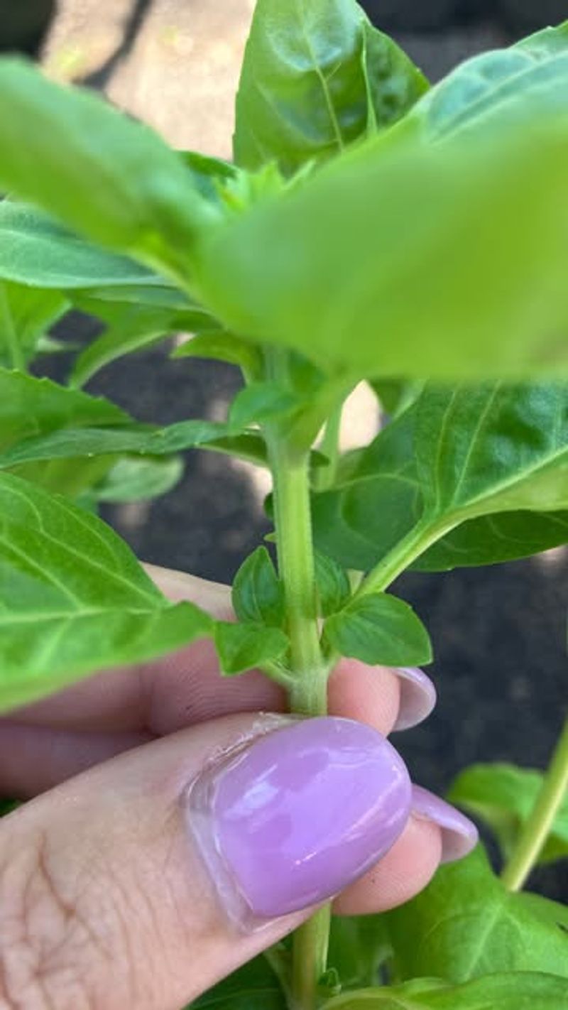 Pick Before The Heat Of The Day Pick Before The Heat Of The Day