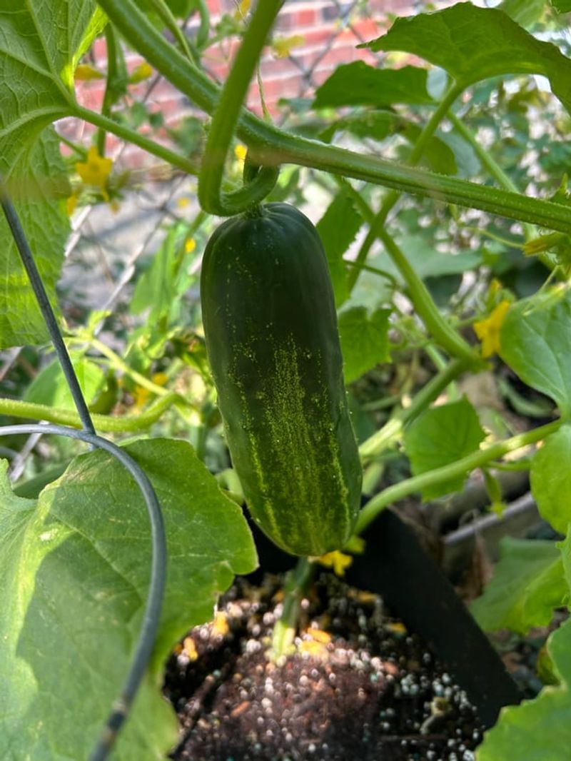 Pick Before They Look Impressive