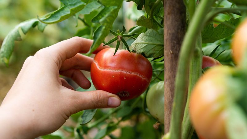 Pick Blushing Tomatoes Before Heavy Rain
