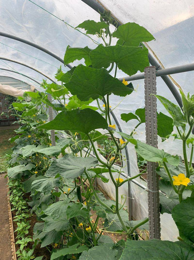 Pick Cucumbers While Still Young Pick Cucumbers While Still Young