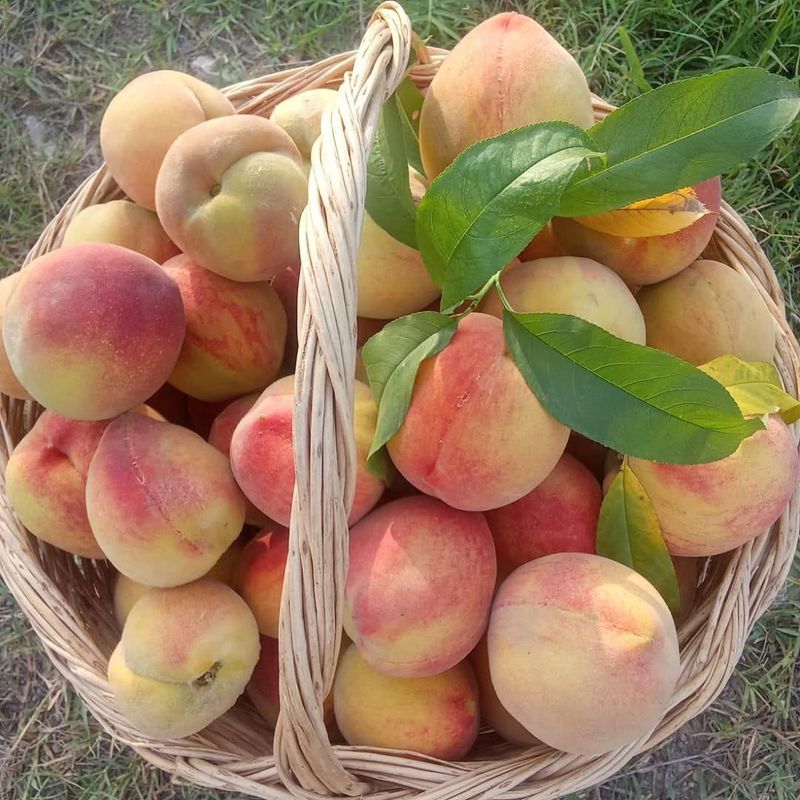 Pick Fruit As Soon As It Ripens