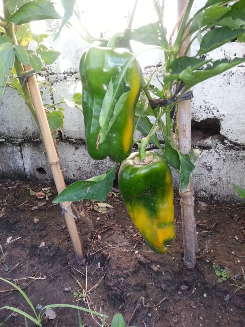 Pick Full Size Fruit Now Pick Full Size Fruit Now
