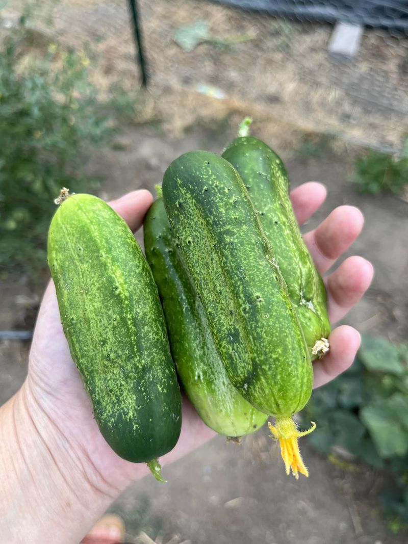 Pick Often To Keep Vines Producing Pick Often To Keep Vines Producing