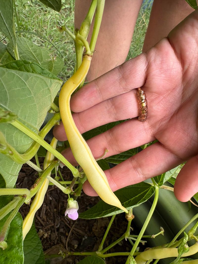 Pick Pods Before The Plant Slows Down Pick Pods Before The Plant Slows Down