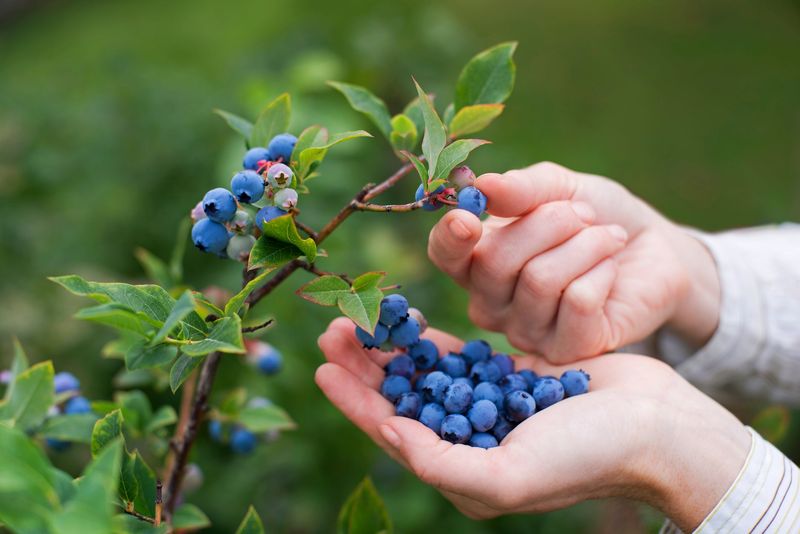Pick Regularly As Fruit Colors Up Pick Regularly As Fruit Colors Up