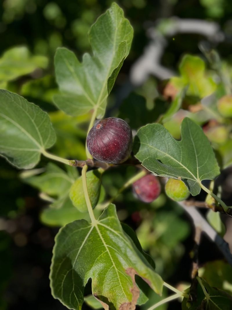 Pick Ripe Figs Every Day Or Two Pick Ripe Figs Every Day Or Two
