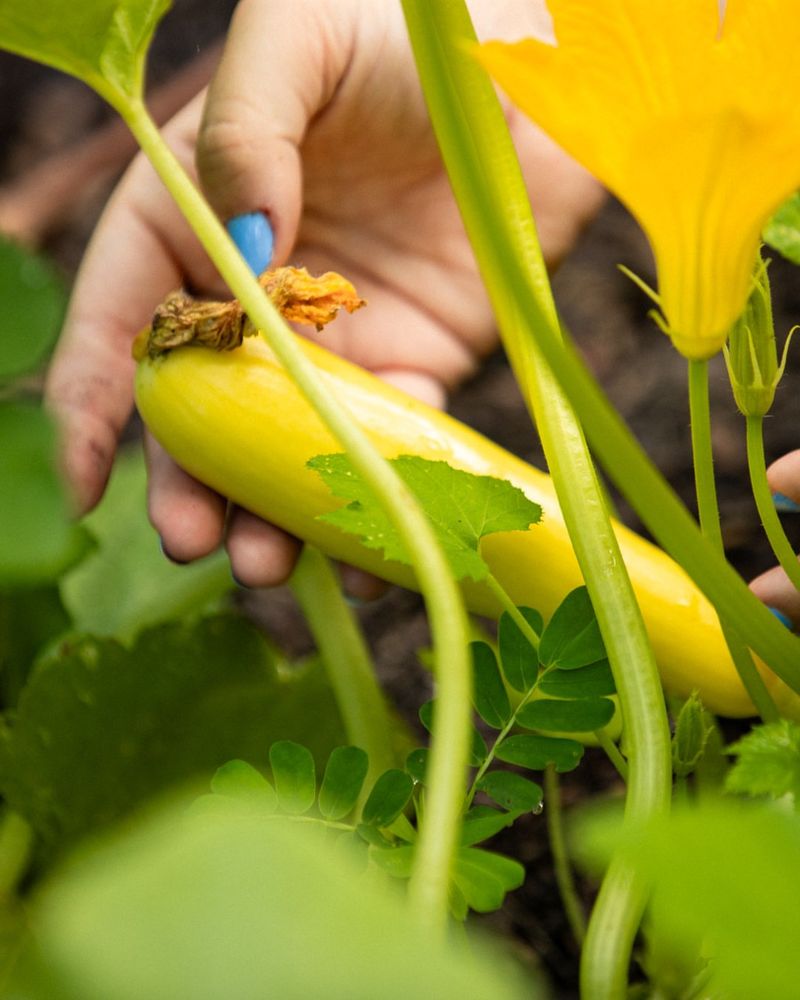 Pick Summer Squash While It Is Still Small Pick Summer Squash While It Is Still Small