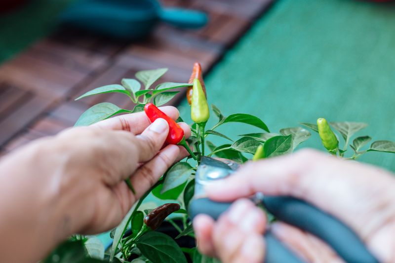 Pick Vegetables Often To Keep Plants Producing Pick Vegetables Often To Keep Plants Producing